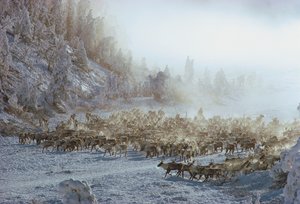 Rena, alce, caribu ou manada de animais semelhantes numa paisagem de inverno coberta de neve, N...