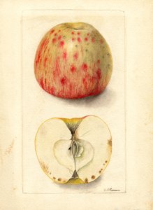Maçãs de caroço amargo (Malus domestica) (aguarela)