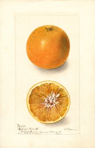 Laranjas (Citrus sinensis: Bishops Favorite) (aguarela)