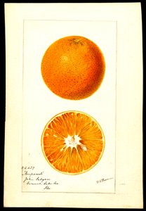 Laranjas. Citrus sinensis: Nonpareil (aguarela sobre papel)