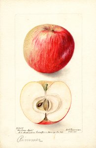 Maçãs Rimmer (Malus domestica) (aguarela)