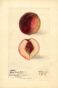 Nectarina Pêssego (Prunus persica) (aguarela)