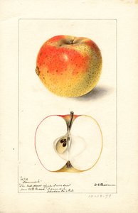 Maçãs Tecumseh ( Malus domestica) (aguarela)