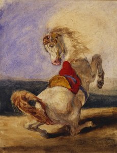 Criação de cavalo