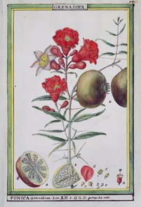 Árvore de Romã, de Florindia ou História Físico-econômica dos Vegetais do Torride, 1789 de Delahaye