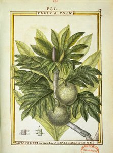 Pão de fruta (Artocarpus altilis), aguarela de Delahaye