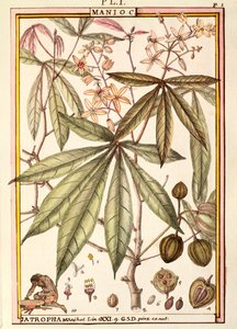 Mandioca (Jatropha manihot), de Delahaye, aguarela