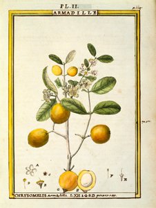 Chrysomelis Armadilla, aguarela de Delahaye de Delahaye Delahaye
