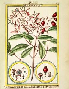 Cravinho (Caryophyllus Aromaticus), aguarela de Delahaye