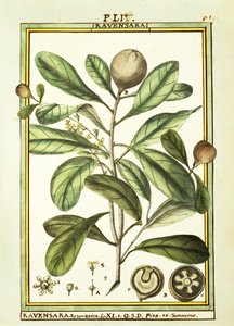 Cryptocarya Aromatica, aguarela de Delahaye de Delahaye Delahaye