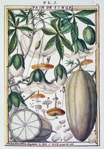 Frutas e flores de baobá (Adansonia digitata) de Delahaye, de Florindie ou Historie physico-economique des Vegetaux de la Torride