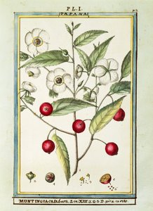 Cereja jamaicana (Muntingia calabura), aguarela de Delahaye