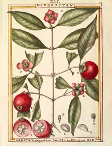 Mangostão (Garcinia mangostana), aguarela de Delahaye