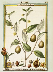 Nutmeg (Myristica fragrans ou officinalis), aguarela de Delahaye