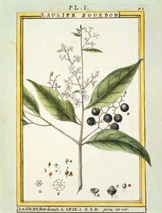Louro vermelho (Laurus borbonia ou Persea carolinensis), aguarela de Delahaye de Delahaye Delahaye
