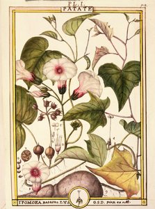 Batata doce (Ipomea batatas), de Delahaye, aguarela