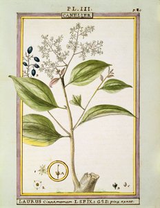 Canela Verdadeira (Cinnamomum Verum), aguarela de Delahaye