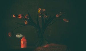 Tulipas escuras e melancólicas
