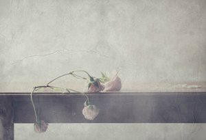 Rosas delicadas e desbotadas de Delphine Devos