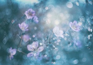 Flores com efeito bokeh de sonho de Delphine Devos