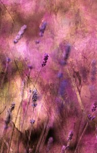 Flores de lavanda de sonho de Delphine Devos