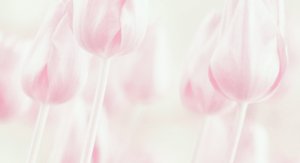 Tulipas em tons pastel de sonho de Delphine Devos