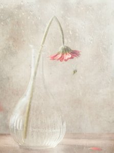 Flor rosa desbotada de Delphine Devos