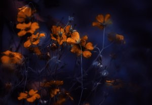 Flores laranja brilhantes de Delphine Devos