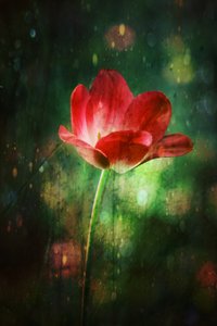Tulipa Vermelha Brilhante de Delphine Devos