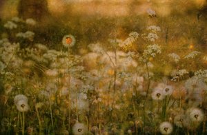 Joaninha de Golden Meadow de Delphine Devos