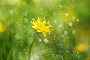 Flor Gota de Orvalho da Manhã de Delphine Devos