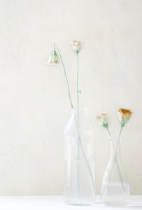 Flores Pálidas num Copo de Delphine Devos