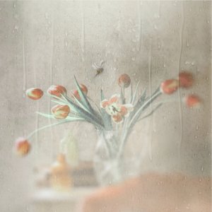 Tulipas na Janela Chuvosa de Delphine Devos