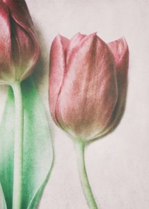 Tulipas em tons suaves de rosa de Delphine Devos