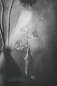 Flores de Luz Suave