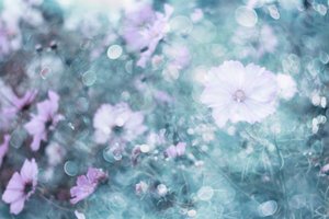 Flores de cosmos em tons pastel suaves de Delphine Devos