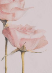 Rosas Rosa-claro de Delphine Devos