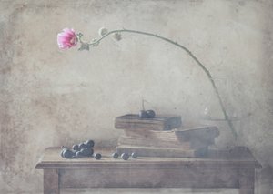 Livros Vintage e Bloom de Delphine Devos