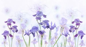 Íris lavanda de sonho de Denis O Reilly