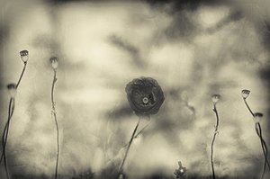  de Desislava Ignatova