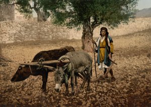 Nativo da Palestina a trabalhar com um boi e um burro, Terra Santa, c.1890-c.1900 (fotocópia)