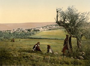 Vista geral, Caná da Galileia, Terra Santa, c.1890-1900 (impressão fotocrómica) de Detroit Publishing Co.
