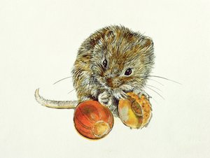 Ratazana com uma bolota