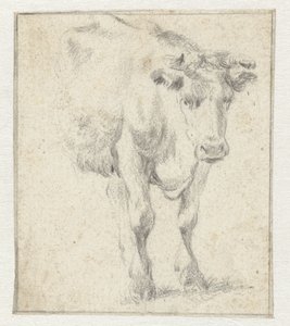 Estudo de uma vaca