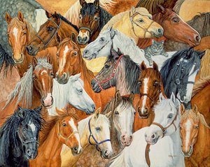 Dees Cavalo-Cobertor de Ditz