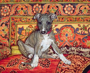 Meu bebê de Whippet, 1994 de Ditz