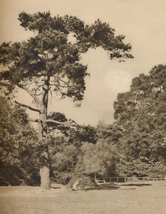 Em Hadley Woods, remanescente da floresta de caça real velha de Enfield Chase, c1935. de Donald McLeish
