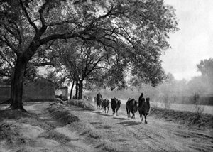 Caravana de camelos, Pequim