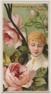 American Beauty Rose: Timidity, da série Floral Beauties and Language of Flowers N..., 1892.