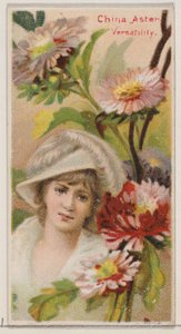 China Aster: Versatility, da série Floral Beauties and Language of Flowers N75 fo..., 1892.